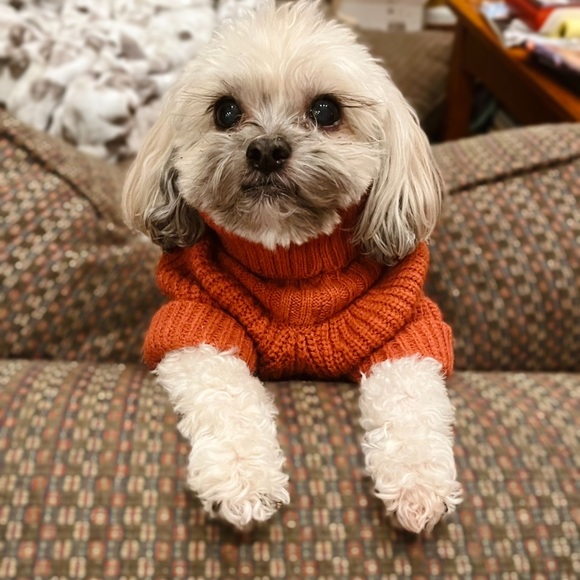 Meet your Posher, Tessa - Picture 3 of 8